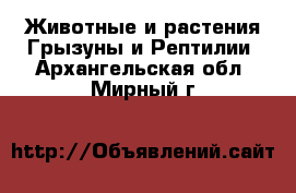 Животные и растения Грызуны и Рептилии. Архангельская обл.,Мирный г.